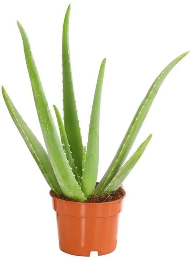 نبات الصبار الحي، نبات عصاري طبي للأماكن الداخلية، مجموعة من 2 نبات في أصيص - Image 3